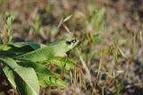Insekten: Alles andere als ekelhaft - Bild 3