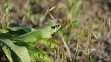 Insekten: Alles andere als ekelhaft - Bild 3