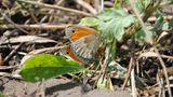 Insekten: Alles andere als ekelhaft - Bild 4