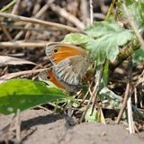 Insekten: Alles andere als ekelhaft - Bild 4