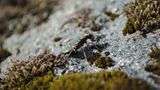 Insekten: Alles andere als ekelhaft - Bild 5