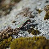 Insekten: Alles andere als ekelhaft - Bild 5