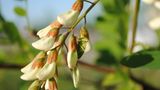 Insekten: Alles andere als ekelhaft - Bild 6