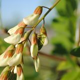 Insekten: Alles andere als ekelhaft - Bild 6