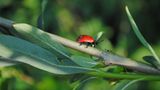 Insekten: Alles andere als ekelhaft - Bild 7
