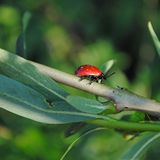 Insekten: Alles andere als ekelhaft - Bild 7