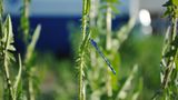 Insekten: Alles andere als ekelhaft - Bild 8