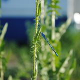 Insekten: Alles andere als ekelhaft - Bild 8