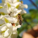 Insekten: Alles andere als ekelhaft - Bild 9