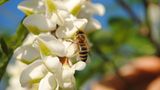 Insekten: Alles andere als ekelhaft - Bild 9