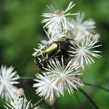 Insekten: Alles andere als ekelhaft - Bild 10