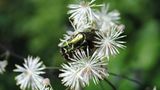 Insekten: Alles andere als ekelhaft - Bild 10