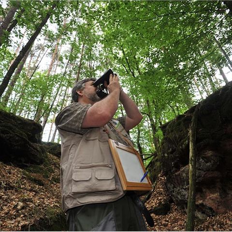 GEO-Tag der Artenvielfalt: Artenvielfalt im Pfälzerwald