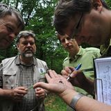 GEO-Tag der Artenvielfalt: Artenvielfalt im Pfälzerwald - Bild 2