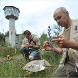 GEO-Tag der Artenvielfalt: Artenvielfalt im Pfälzerwald - Bild 5