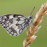 GEO-Tag der Artenvielfalt: Artenvielfalt im Pfälzerwald - Bild 6