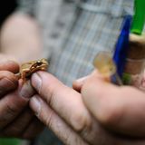 GEO-Tag der Artenvielfalt: Artenvielfalt im Pfälzerwald - Bild 12