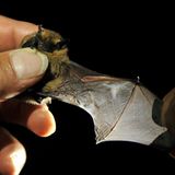 GEO-Tag der Artenvielfalt: Artenvielfalt im Pfälzerwald - Bild 14