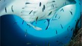 Manta