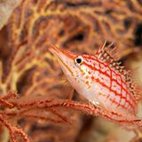 Langschnauzen-Büschelbarsche