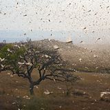 Fresswütige Insekten