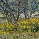 Das Leuchten der Prärie