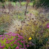 Multikulti-Staudenbeete