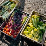 Kein "ordentlicher" Garten