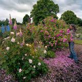 Neue Heimat für alte Königinnen