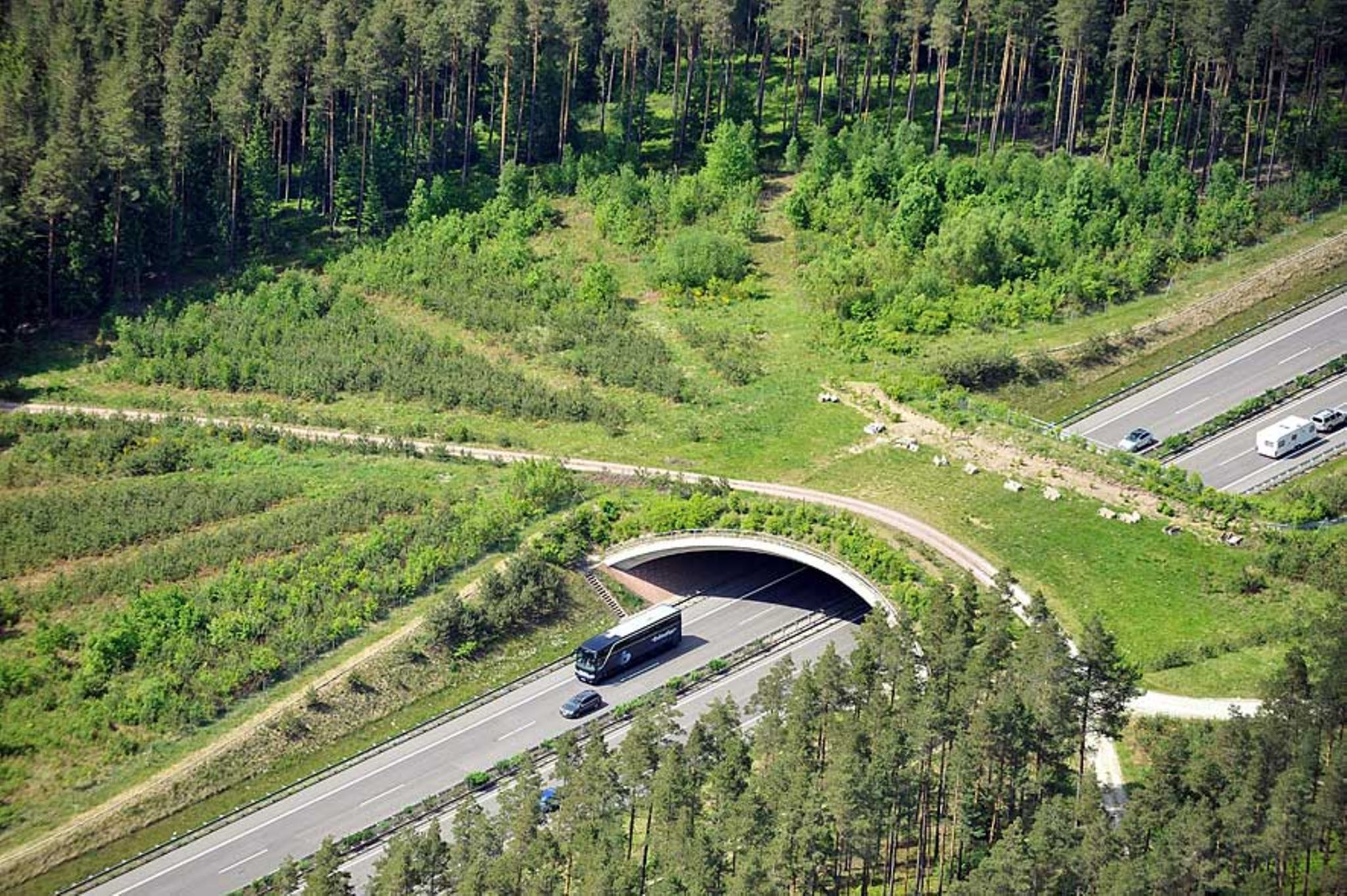 Tierbrücken: Auf vier Pfoten über die Autobahn - [GEO]