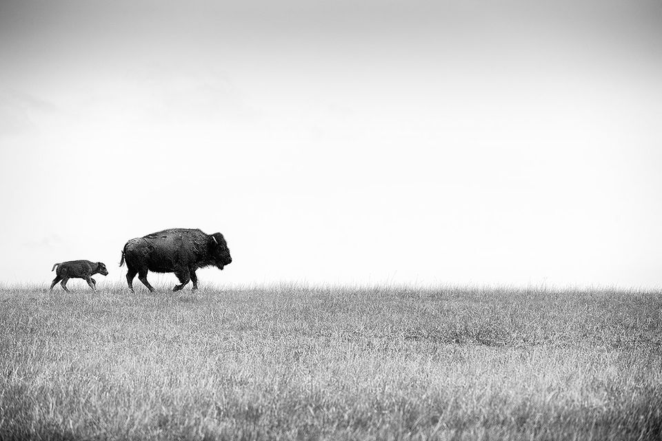 Amerikanische Bisons: Die Rettung eines Symboltiers