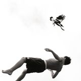 Die Geschichte des Penguin Bloom