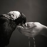 Die Geschichte des Penguin Bloom