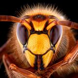 Stufe 2,x: Hornissen