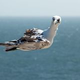 GEO Leserfoto: Die besten Leserfotos: Dezember 2015 - Bild 15