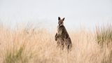 Tierparadies Phillip Island