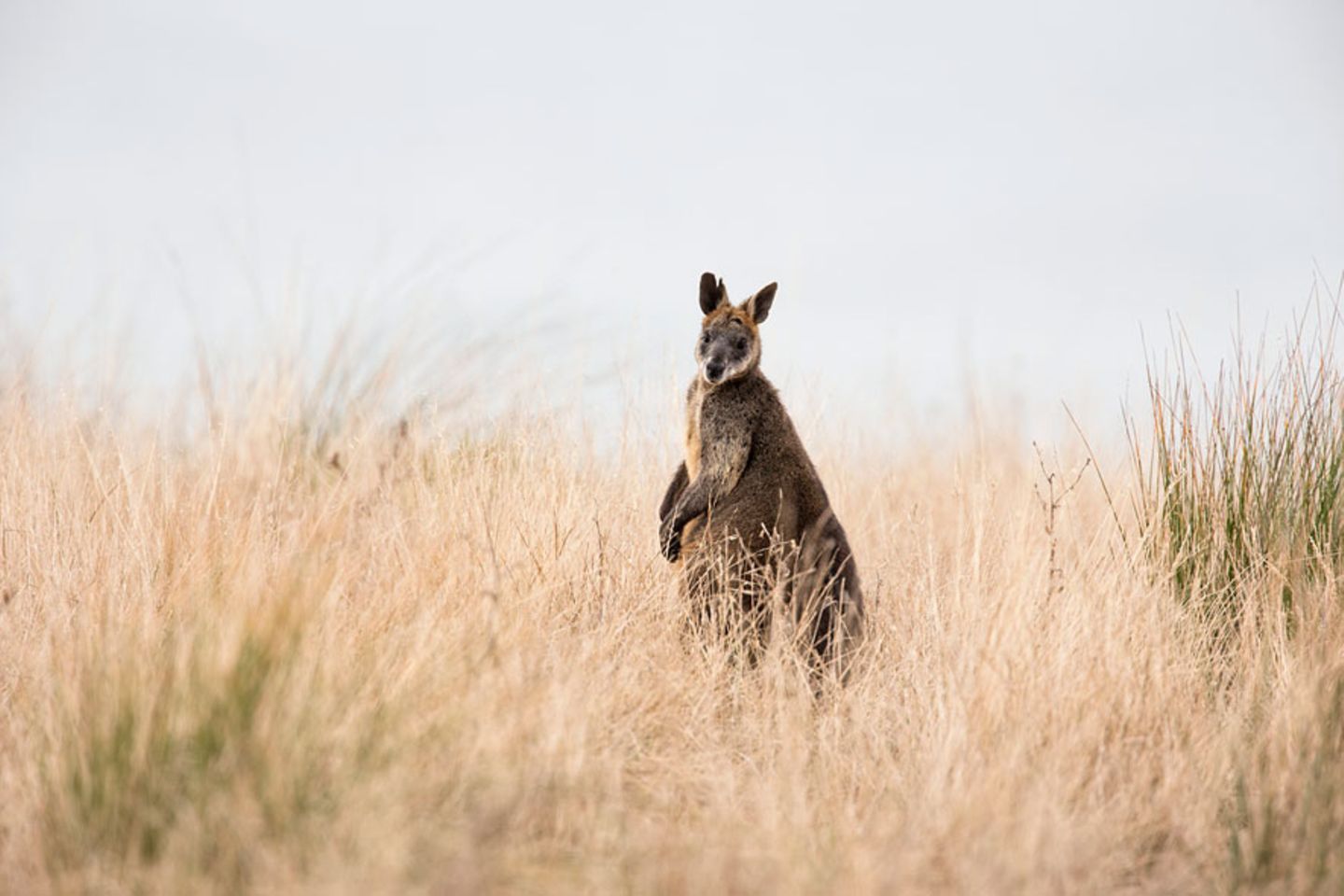 Tierparadies Phillip Island