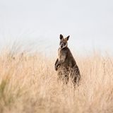 Tierparadies Phillip Island