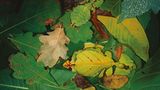 Wandelndes Blatt