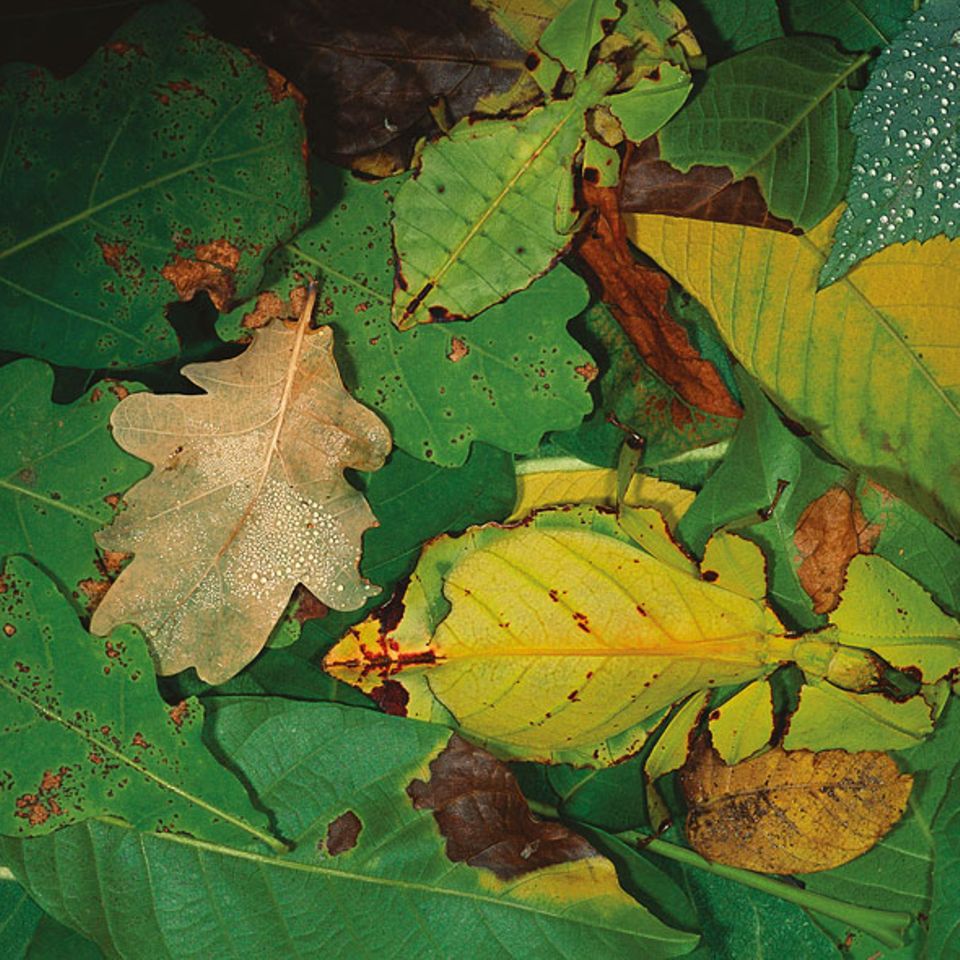 Wandelndes Blatt