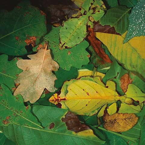 Wandelndes Blatt