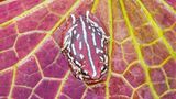 Riedfrosch