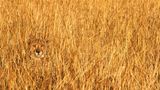 Gepard