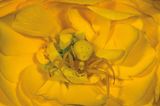 Krabbenspinne