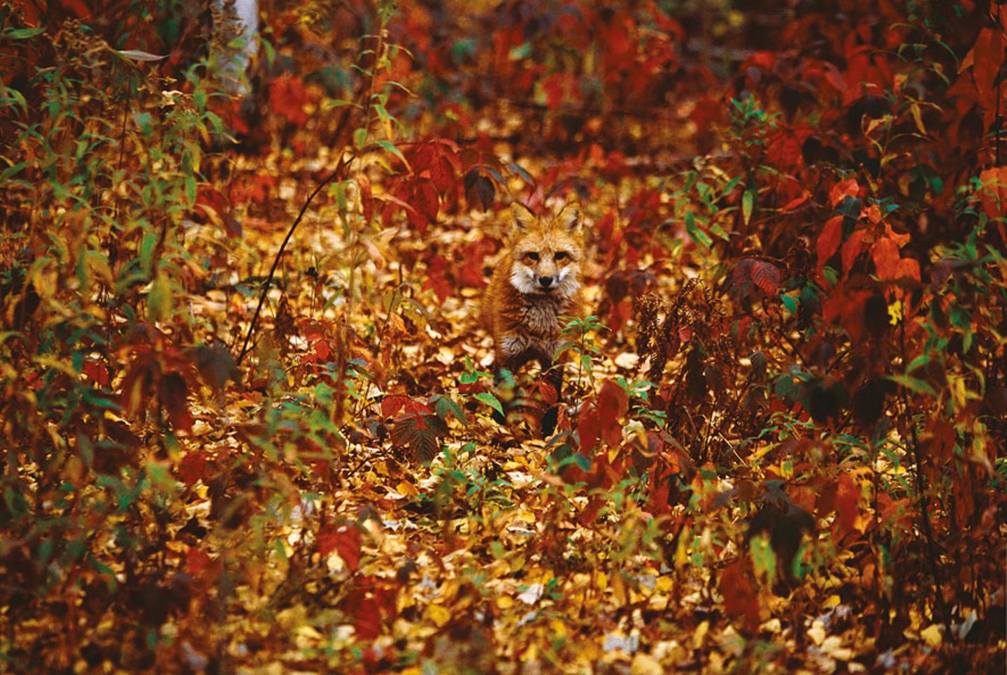Rotfuchs