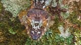 Plattschwanzgecko