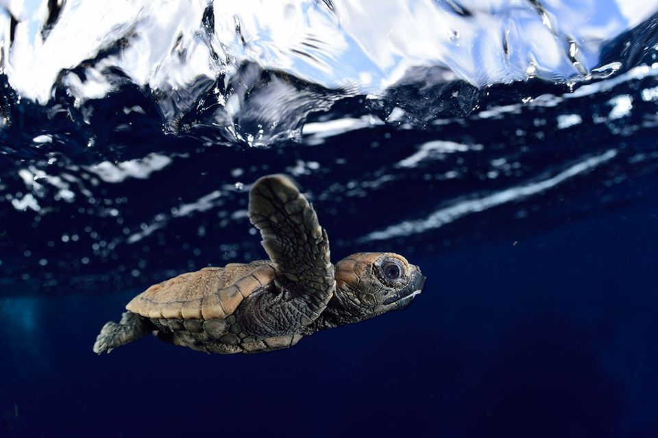 Biologie: Die Meeresschildkröten von Bonaire