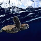 Frühstarter mit Ausdauer