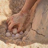 Erhöhte Nestwärme?