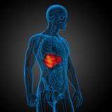 Leber: Erholung für die Fettleber